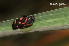 Isozulia christenseni