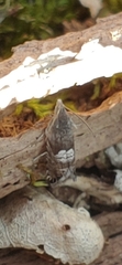 Sereda tautana