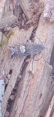 Sereda tautana