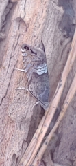 Sereda tautana