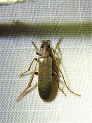 Sparedrus aspersus