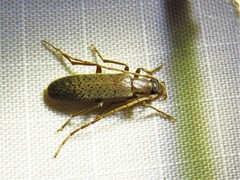 Sparedrus aspersus