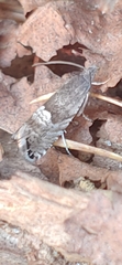 Sereda tautana