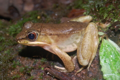 Lithobates maculatus