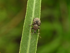 Hyphantus argentinensis
