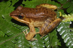 Lithobates maculatus