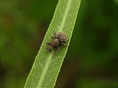 Hyphantus argentinensis