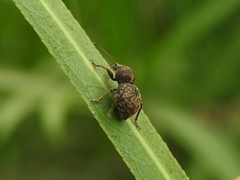 Hyphantus argentinensis