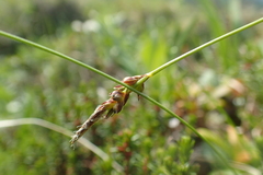 Carex vanheurckii