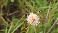 Mimosa tweedieana