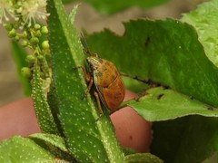 Orsilochides leucoptera