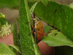 Orsilochides leucoptera