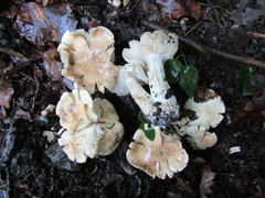 Tricholoma album
