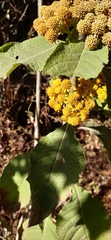Verbesina oncophora
