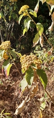 Verbesina oncophora