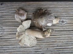 Tricholoma sciodes