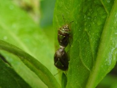 Hellica nitida