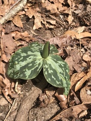 Trillium cuneatum