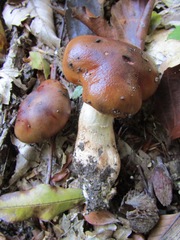 Tricholoma ustale