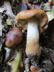 Tricholoma ustale