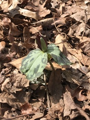 Trillium cuneatum