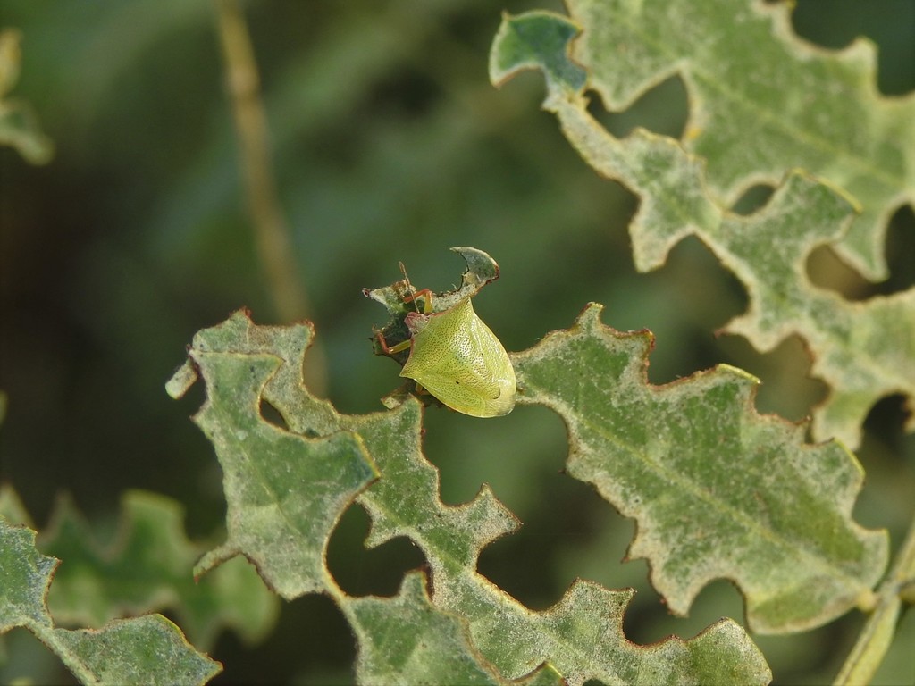 Thoreyella trinotata