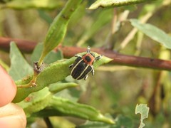 Neodiplogrammus quadrivittatus