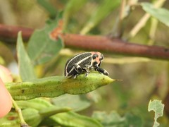 Neodiplogrammus quadrivittatus