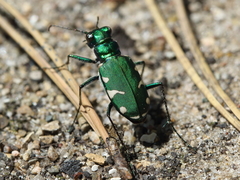 Cicindela patruela