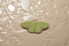 Comibaena procumbaria