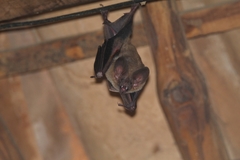 Trachops cirrhosus