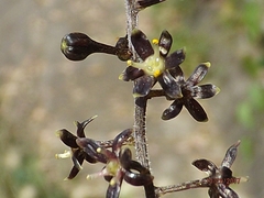 Dioscorea galeottiana