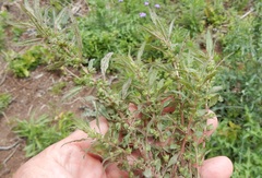 Parietaria pensylvanica