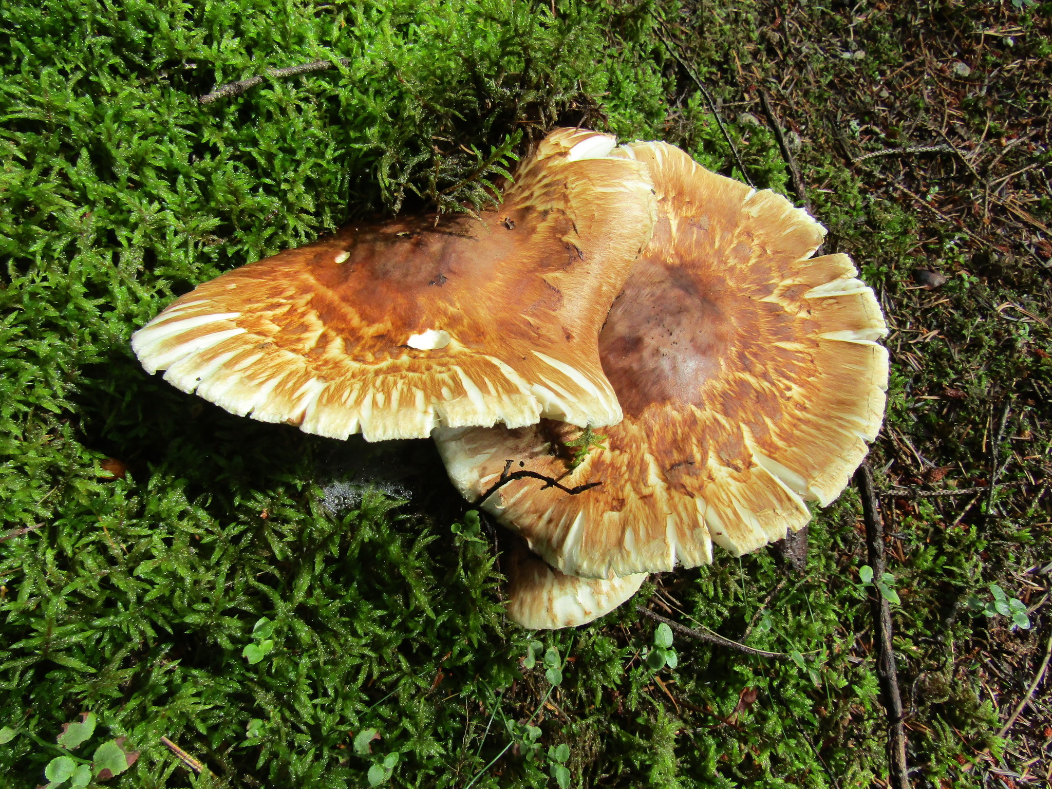 Matsutake (Tricholoma matsutake) · iNaturalist