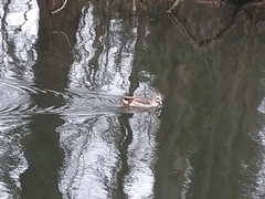 Alopochen aegyptiaca