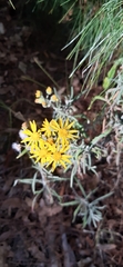 Senecio stoechadiformis