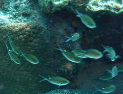 Azurina multilineata