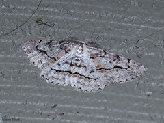 Stenoporpia pulmonaria