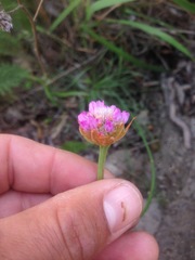 Armeria maritima californica