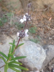 Salvia brandegeei