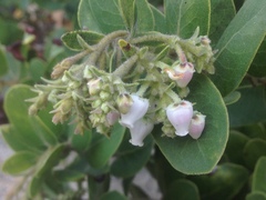 Arctostaphylos confertiflora