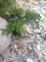 Arctostaphylos confertiflora