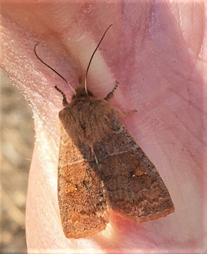 Straight-toothed Sallow photo 6