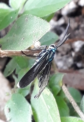 Uranophora terminalis