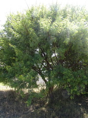 Vachellia karroo