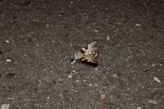 Catocala intacta intacta