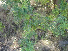 Vachellia karroo