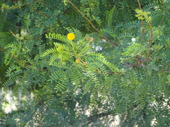 Vachellia karroo