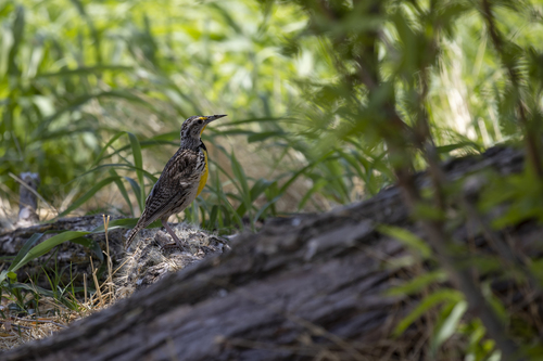 iNaturalist observation photo of Western Meadowlark
