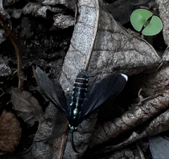 Uranophora terminalis